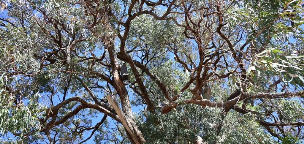 Image of Tuart Tree branches